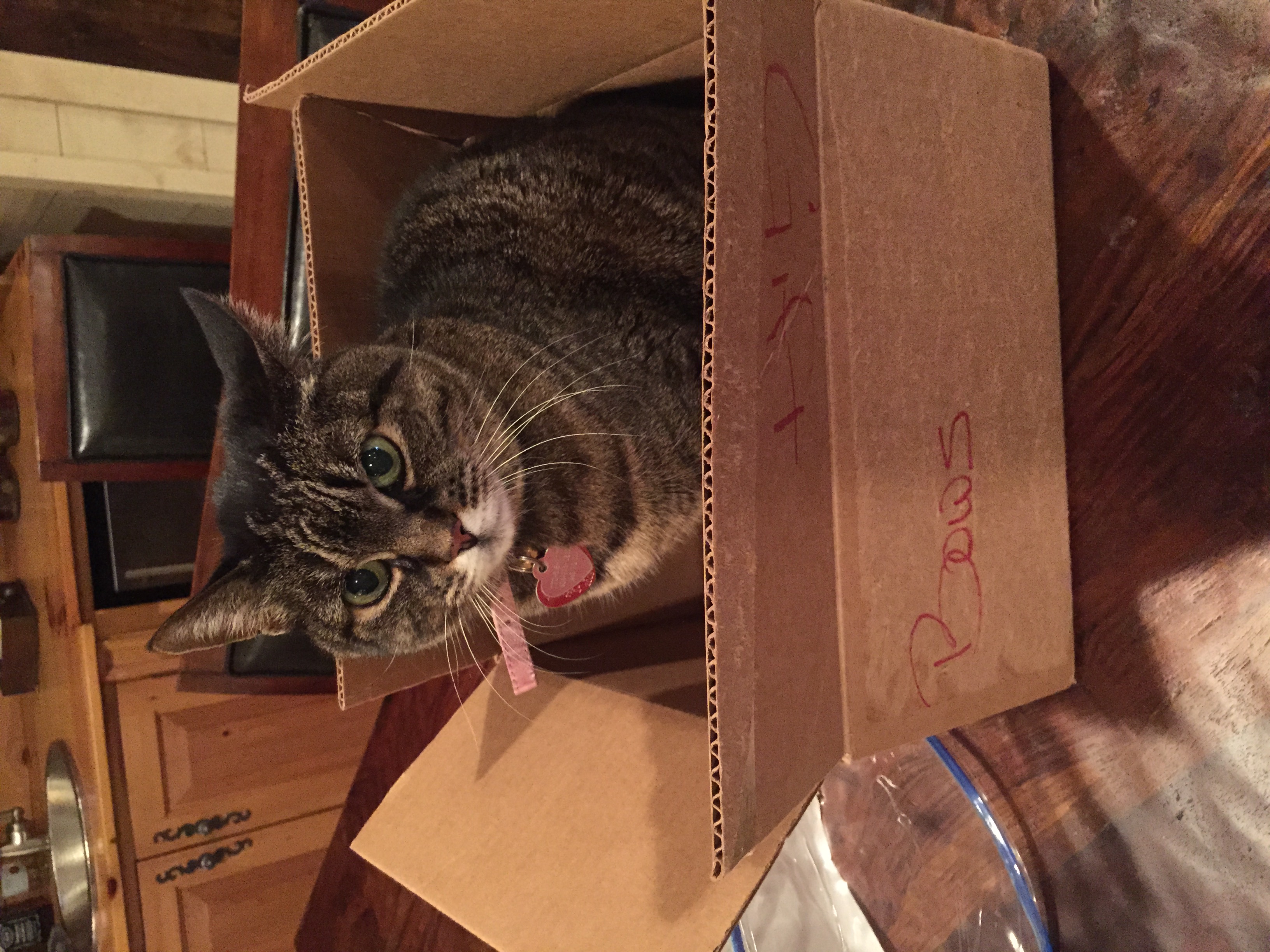Georgia Box
